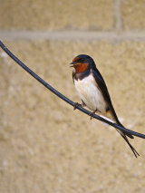 Swallows (Hirundo rustica)
