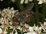 Tabanus bromius