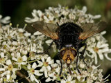 Tachina grossa