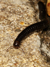 Tachypodoiulus niger