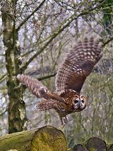 Tawny Owl
