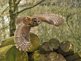 Tawny Owl