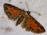 Tawny Speckled Pug