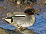 Teal (Anas crecca)
