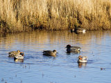 Teal (Anas crecca)