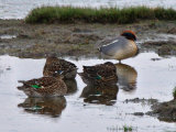 Teal (Anas crecca)