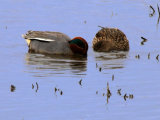 Teal (Anas crecca)