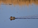Teal (Anas crecca)