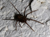 Tegenaria sp