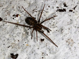 Tegenaria sp