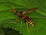 Tenthredo scrophulariae