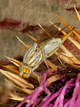 Conopid, Picture-winged & Stilt-legged Flies