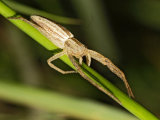 Tibellus oblongus