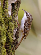 Treecreeper (Certhia familiaris)