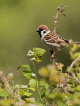 Tree Sparrow (Passer montanus)