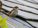 Tree Sparrow (Passer montanus)