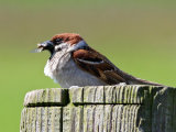 Tree Sparrow (Passer montanus)