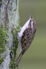 Treecreeper (Certhia familiaris)
