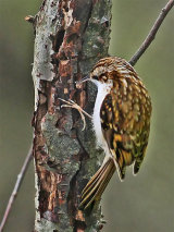 Treecreeper