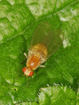 Tricholauxania praeusta