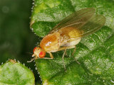 Tricholauxania praeusta