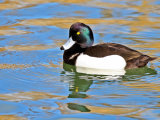 Tufted Duck