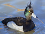 Tufted Duck
