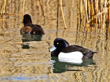 Tufted Duck