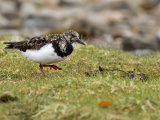 Turnstone