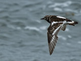 Turnstone
