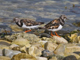 Turnstone