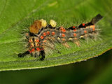 Vapourer or Rusty Tussock Moth caterpillar