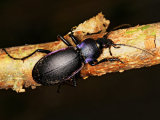 Violet Ground Beetle