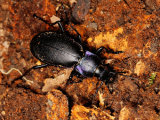 Violet Ground Beetle