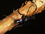 Violet Ground Beetle