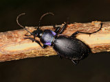 Violet Ground Beetle