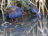 Rails, Crakes & Coots