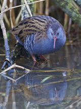 Water Rail