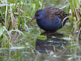 Water Rail