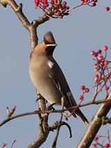 Waxwing