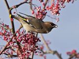Waxwing (Bombycilla garrulus)