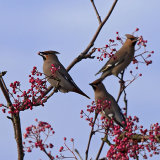 Waxwings (Bombycilla garrulus)