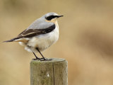 Wheatear (Oenanthe oenanthe)