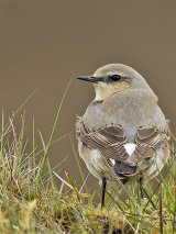 Wheatear (Oenanthe oenanthe)