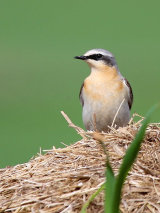Wheatear (Oenanthe oenanthe)