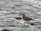 Whimbrel