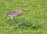 Whimbrel