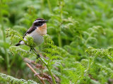 Whinchat (Saxicola rubetra)