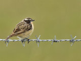 Whinchat (Saxicola rubetra)