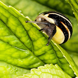 White-lipped Banded Snail